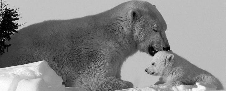 Das Bild zeigt einen Eisbär mit seinem Junge und stammt aus Unterrichtsmaterial für Gruppenarbeiten mit einem Quiz zum Thema Antarktis
